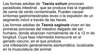 Las formas adultas de Taenia solium provocan
parasitosis intestinal , que se produce tras la ingestión
de carne de cerdo contaminada. Pueden causar
síntomas gastrointestinales leves o la expulsión de un
segmento móvil a través de las heces.
Las formas adultas de Taenia saginata viven en las
primeras porciones del intestino delgado del ser
humano, donde alcanzan normalmente de 4 a 12 m de
longitud. Cuya fase intermedia transcurre en el
ganado vacuno, en el que produce
una infestación generalmente asintomática, localizada
en la musculatura del animal.
 