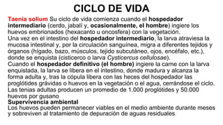 CICLO DE VIDA
Taenia solium Su ciclo de vida comienza cuando el hospedador
intermediario (cerdo, jabalí y, ocasionalmente, el hombre) ingiere los
huevos embrionados (hexacanto u oncosfera) con la vegetación.
Una vez en el intestino del hospedador intermediario, la larva atraviesa la
mucosa intestinal y, por la circulación sanguínea, migra a diferentes tejidos y
órganos (hígado, bazo, músculos, tejido subcutáneo, ojos, encéfalo, etc.),
donde se enquista (cisticerco o larva Cysticercus cellulosae).
Cuando el hospedador definitivo (el hombre) ingiere la carne con la larva
enquistada, la larva se libera en el intestino, donde madura y alcanza la
forma adulta y, tras la cópula libera con las heces del hospedador las
proglótides grávidas o huevos en la vegetación o el agua, cerrándose el ciclo.
Las tenias adultas producen un promedio de 1.000 proglótides y 50.000
huevos por gusano
Supervivencia ambiental
Los huevos pueden permanecer viables en el medio ambiente durante meses
y sobreviven al tratamiento de depuración de aguas residuales.
 
