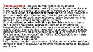 .
Taenia saginata Su ciclo de vida comienza cuando el
hospedador intermediario (bovino) ingiere el huevo embrionado
(hexacanto u oncosfera) presente en la vegetación o en el agua.
En el intestino del hospedador intermediario, la larva atraviesa la
mucosa intestinal y migra por la circulación sanguínea hasta un
órgano o tejido (hígado, bazo, músculos, tejido subcutáneo, ojos,
encéfalo, etc.), dónde se enquista (cisticerco).
Cuando el hospedador definitivo (el hombre) ingiere la carne
con la larva enquistada, la larva se libera en el intestino del
hospedador definitivo, donde madura y alcanza la forma adulta y,
tras la cópula, libera con las heces del hospedador las proglótides
grávidas o huevos en la vegetación o el agua, cerrándose el ciclo,
Las tenias adultas producen de 1.000 a 2.000 proglótides y hasta
100.000 huevos por gusano.
Supervivencia ambiental
Los huevos pueden permanecer viables en el medio ambiente
durante meses y sobreviven al tratamiento de depuración de aguas
residuales.
 