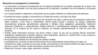 Mecanismo de propagación y transmisión
• La transmisión se produce principalmente por la ingesta accidental de los quistes presentes en el agua o los
alimentos contaminados. Una vez que la persona se ha infectado, el parásito vive en el intestino y se excreta
en las heces.
• Las moscas facilitan la dispersión y transmisión de los quistes mediante la contaminación de alimentos.
• El periodo de mayor contagio o transmisión es a finales del verano y principios de otoño.
• Los síntomas se manifiestan tras un periodo de incubación de siete a catorce días (la incubación puede durar
hasta cuarenta y cinco días) y comprenden: diarrea súbita acuosa o pastosa, sin sangre, esteatorrea
(evacuaciones grasosas, generalmente explosivas y fétidas), dolor epigástrico postprandial, distensión
abdominal, flatulencia y, ocasionalmente, cefalea, febrícula y manifestaciones alérgicas (artralgias, mialgias,
urticaria). En la mayoría de los casos la infección se resuelve espontáneamente al cabo de unas seis
semanas.
• Pueden darse infecciones crónicas, que duran meses o años, en las que se produce diarrea recurrente,
esteatorrea, malabsorción de grasas, lactosa y otros disacáridos, vitamina A y vitamina B12, lo que conduce a
la deshidratación, pérdida de peso y debilitamiento.
• Se ha asociado a Giardia con el síndrome de intestino irritable.
• La giardiasis es una de las causas más frecuentes de las enfermedades transmitidas por el agua, se
encuentran en lagos y arroyos en las zonas rurales, pero también en suministros públicos de agua, piscinas,
jacuzzis y pozos. También puede transmitirse a través de los alimentos
• Reservorio: Humano, suelo, agua, alimentos y fómites.
 