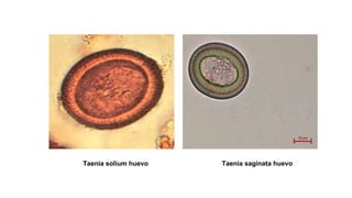 Taenia solium huevo Taenia saginata huevo
 