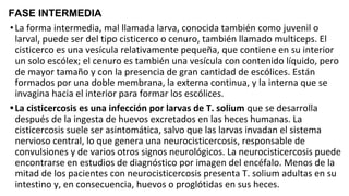 FASE INTERMEDIA
•La forma intermedia, mal llamada larva, conocida también como juvenil o
larval, puede ser del tipo cisticerco o cenuro, también llamado multiceps. El
cisticerco es una vesícula relativamente pequeña, que contiene en su interior
un solo escólex; el cenuro es también una vesícula con contenido líquido, pero
de mayor tamaño y con la presencia de gran cantidad de escólices. Están
formados por una doble membrana, la externa continua, y la interna que se
invagina hacia el interior para formar los escólices.
•La cisticercosis es una infección por larvas de T. solium que se desarrolla
después de la ingesta de huevos excretados en las heces humanas. La
cisticercosis suele ser asintomática, salvo que las larvas invadan el sistema
nervioso central, lo que genera una neurocisticercosis, responsable de
convulsiones y de varios otros signos neurológicos. La neurocisticercosis puede
encontrarse en estudios de diagnóstico por imagen del encéfalo. Menos de la
mitad de los pacientes con neurocisticercosis presenta T. solium adultas en su
intestino y, en consecuencia, huevos o proglótidas en sus heces.
 