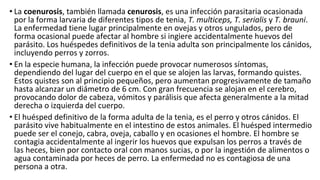 • La coenurosis, también llamada cenurosis, es una infección parasitaria ocasionada
por la forma larvaria de diferentes tipos de tenia, T. multiceps, T. serialis y T. brauni.
La enfermedad tiene lugar principalmente en ovejas y otros ungulados, pero de
forma ocasional puede afectar al hombre si ingiere accidentalmente huevos del
parásito. Los huéspedes definitivos de la tenia adulta son principalmente los cánidos,
incluyendo perros y zorros.
• En la especie humana, la infección puede provocar numerosos síntomas,
dependiendo del lugar del cuerpo en el que se alojen las larvas, formando quistes.
Estos quistes son al principio pequeños, pero aumentan progresivamente de tamaño
hasta alcanzar un diámetro de 6 cm. Con gran frecuencia se alojan en el cerebro,
provocando dolor de cabeza, vómitos y parálisis que afecta generalmente a la mitad
derecha o izquierda del cuerpo.
• El huésped definitivo de la forma adulta de la tenia, es el perro y otros cánidos. El
parásito vive habitualmente en el intestino de estos animales. El huésped intermedio
puede ser el conejo, cabra, oveja, caballo y en ocasiones el hombre. El hombre se
contagia accidentalmente al ingerir los huevos que expulsan los perros a través de
las heces, bien por contacto oral con manos sucias, o por la ingestión de alimentos o
agua contaminada por heces de perro. La enfermedad no es contagiosa de una
persona a otra.
 