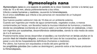 Hymenolepis nana
Hymenolepis nana es una especie de parásito de la clase Cestoda (similar a la tenia) que
mide de 15 a 40 mm, afecta preferentemente a los niños.
Infecta a seres humanos y roedores, causando la himenolepiasis.
Es el único ciclofilídeo que infecta a las personas sin necesidad de un huésped
intermediario.
Sus huevos pueden sobrevivir más de 10 días en un ambiente externo.
Cuando son ingeridos por medio de agua contaminada, vegetales crudos, o manos
contaminadas por heces, son llevados hasta la mucosa intestinal de humanos y roedores,
donde las oncosferas (contenida en el huevo) salen y se transforman en cisticercos, o bien
son ingeridos por cucarachas, desarrollándose cisticercoides, siendo la vida media de estos
de 4 a 6 semanas.
Posteriormente estas larvas desarrollan el escólex y se transforman en tenias adultas en la
porción ileal del intestino delgado, a excepción del caso de las cucarachas, que deberán
pasar a uno de los hospedadores definitivos (humanos o roedores).
Por último, los huevos son expulsados a través del poro genital de
las proglótides grávidas (las cuales se desintegran), pasando estos a las heces producen
la Himenolepiasis,.
 