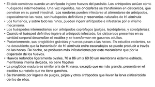 • El ciclo comienza cuando un artrópodo ingiere huevos del parásito. Los artrópodos actúan como
huéspedes intermediarios. Una vez ingeridos, las oncosferas se transforman en cisticercos, que
penetran en su pared intestinal. Los roedores pueden infestarse al alimentarse de artrópodos,
especialmente las ratas, son huéspedes definitivos y reservorios naturales de H. diminuta
• Los humanos, y sobre todo los niños, pueden ingerir artrópodos e infestarse por el mismo
mecanismo.
• Los huéspedes intermediarios son artrópodos coprófagos (pulgas, lepidópteros, y coleópteros).
• Cuando el huésped definitivo ingiere al artrópodo infestado, los cisticercos presentes en su
cavidad corporal desarrollan el escólex y se transforman en gusanos adultos.
• Posteriormente, sus proglótides grávidas y huevos pasan a las heces. En estudios recientes, se
ha descubierto que la transmisión de H. diminuta entre escarabajos se puede producir a través
de las heces. De hecho, se producen más infestaciones por este mecanismo que por la
dispersión de los huevos.
• Huevos redondos ligeramente ovales, 70 a 86 um x 60 80 um membrana externa estriada,
membrana interna delgada, no tiene flagelos
• La proglótide madura es similar a la de H. nana, excepto que es más grande, presenta en el
escólex su rostelo que no tiene ganchos.
• Se transmite por ingesta de pulgas, piojos y otros artrópodos que llevan la larva cisticercoide
dentro de ellos.
 