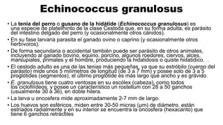 Echinococcus granulosus
• La tenia del perro o gusano de la hidátide (Echinococcus granulosus) es
una especie de platelminto de la clase Cestoda que, en su forma adulta, es parásito
del intestino delgado del perro (y ocasionalmente otros cánidos).
• En su fase larvaria parasita el ganado ovino o caprino (y ocasionalmente otros
herbívoros).
• De forma secundaria o accidental también puede ser parásito de otros animales,
incluyendo al ganado bovino, equino, porcino, algunos roedores, ciervos, alces,
marsupiales, primates y el hombre, produciendo la hidatidosis o quiste hidatidico. .
• El cestodo adulto es una de las tenias más pequeñas, ya que su estróbilo (cuerpo del
parásito) mide unos 5 milímetros de longitud (de 3 a 7 mm) y posee solo de 3 a 5
proglótides (segmentos), el último proglótide es más largo que ancho y es grávido.
• E. granulosus tiene cuatro ventosas en su escólex (cabeza), como todos
los ciclofilídeos, y posee un característico un rostellum con 28 a 50 ganchos
(usualmente 30 a 36), en doble hilera.
• La larva u oncosfera mide aproximadamente 2-7 mm de largo.
• Los huevos son esféricos, miden entre 30-50 micras (μm) de diámetro, están
estriados radialmente y en su interior se encuentra la oncosfera (hexacanto) que
tiene 6 ganchos retráctiles
 