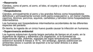 • Reservorio
Cánidos, como el perro, el zorro, el lobo, el coyote y el chacal; suelo, agua y
vegetación.
• Hospedadores
Cánidos, principalmente el perro y los grandes felinos como hospedadores
definitivos y principalmente ovinos (ciclo perro-oveja-perro) y, en menor medida,
caprinos, bovinos, porcinos, equinos, camélidos y cérvidos como hospedadores
intermediarios.
Los humanos son hospedadores intermediarios accidentales de las diferentes
especies del parásito.
En teoría, la ingesta de un único huevo puede causar la infección en humanos.
• Supervivencia ambiental
Los huevos sobreviven durante largos periodos de tiempo en el suelo, en la
superficie de objetos y adheridos a la vegetación, si la humedad es
relativamente alta. Además, soportan las bajas temperaturas, pudiendo
sobrevivir durante 8 meses a 18 ºC. Sin embargo, apenas sobreviven en
ambientes secos o cuando se exponen a la luz solar directa o a altas
temperaturas.
 