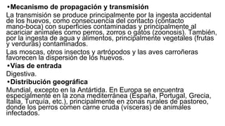 •Mecanismo de propagación y transmisión
La transmisión se produce principalmente por la ingesta accidental
de los huevos, como consecuencia del contacto (contacto
mano-boca) con superficies contaminadas y principalmente al
acariciar animales como perros, zorros o gatos (zoonosis). También,
por la ingesta de agua y alimentos, principalmente vegetales (frutas
y verduras) contaminados.
Las moscas, otros insectos y artrópodos y las aves carroñeras
favorecen la dispersión de los huevos.
•Vías de entrada
Digestiva.
•Distribución geográfica
Mundial, excepto en la Antártida. En Europa se encuentra
especialmente en la zona mediterránea (España, Portugal, Grecia,
Italia, Turquía, etc.), principalmente en zonas rurales de pastoreo,
donde los perros comen carne cruda (vísceras) de animales
infectados.
 