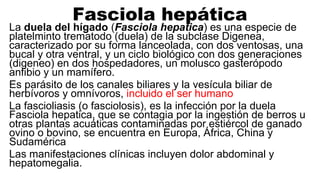 Fasciola hepática
La duela del hígado (Fasciola hepatica) es una especie de
platelminto trematodo (duela) de la subclase Digenea,
caracterizado por su forma lanceolada, con dos ventosas, una
bucal y otra ventral, y un ciclo biológico con dos generaciones
(digeneo) en dos hospedadores, un molusco gasterópodo
anfibio y un mamífero.
Es parásito de los canales biliares y la vesícula biliar de
herbívoros y omnívoros, incluido el ser humano
La fascioliasis (o fasciolosis), es la infección por la duela
Fasciola hepatica, que se contagia por la ingestión de berros u
otras plantas acuáticas contaminadas por estiércol de ganado
ovino o bovino, se encuentra en Europa, África, China y
Sudamérica
Las manifestaciones clínicas incluyen dolor abdominal y
hepatomegalia.
 