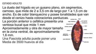 ESTADO ADULTO
La duela del hígado es un gusano plano, sin segmentos,
carnoso, que mide de 2 a 3,5 cm de largo por 1 a 1,5 cm de
ancho. Es de color blanquecino y posee tonalidades que van
desde el cenizo hasta coloraciones parduzcas.
La porción anterior o cefálica presenta una
ventosa bucal que mide 1 mm
Aproximadamente y otra de mayor tamaño
en la zona ventral, de aproximadamente
1,6 mm.
Una Fasciola adulta puede poner una
Media de 3500 huevos al día
 