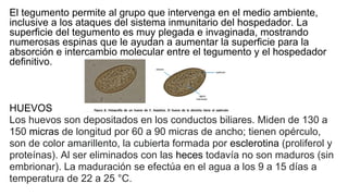 El tegumento permite al grupo que intervenga en el medio ambiente,
inclusive a los ataques del sistema inmunitario del hospedador. La
superficie del tegumento es muy plegada e invaginada, mostrando
numerosas espinas que le ayudan a aumentar la superficie para la
absorción e intercambio molecular entre el tegumento y el hospedador
definitivo.
HUEVOS
Los huevos son depositados en los conductos biliares. Miden de 130 a
150 micras de longitud por 60 a 90 micras de ancho; tienen opérculo,
son de color amarillento, la cubierta formada por esclerotina (proliferol y
proteínas). Al ser eliminados con las heces todavía no son maduros (sin
embrionar). La maduración se efectúa en el agua a los 9 a 15 días a
temperatura de 22 a 25 °C.
 