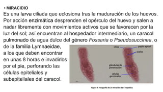 • MIRACIDIO
Es una larva ciliada que eclosiona tras la maduración de los huevos.
Por acción enzimática desprenden el opérculo del huevo y salen a
nadar libremente con movimientos activos que se favorecen por la
luz del sol; así encuentran al hospedador intermediario, un caracol
pulmonado de agua dulce del género Fossaria o Pseudosuccinea, o
de la familia Lymnaeidae,
a los que deben encontrar
en unas 8 horas e invadirlos
por el pie, perforando las
células epiteliales y
subepiteliales del caracol.
 