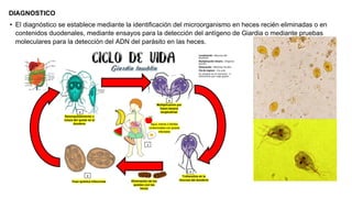 DIAGNOSTICO
• El diagnóstico se establece mediante la identificación del microorganismo en heces recién eliminadas o en
contenidos duodenales, mediante ensayos para la detección del antígeno de Giardia o mediante pruebas
moleculares para la detección del ADN del parásito en las heces.
 