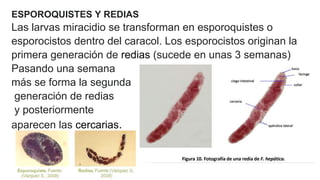 ESPOROQUISTES Y REDIAS
Las larvas miracidio se transforman en esporoquistes o
esporocistos dentro del caracol. Los esporocistos originan la
primera generación de redias (sucede en unas 3 semanas)
Pasando una semana
más se forma la segunda
generación de redias
y posteriormente
aparecen las cercarias.
 
