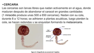 •CERCARIA
Las cercarias son larvas libres que nadan activamente en el agua, donde
maduran después de abandonar el caracol en grandes cantidades
(1 miracidio produce unas 500 a 650 cercarias). Nadan con su cola,
durante 8 a 12 horas; se adhieren a plantas acuáticas, luego pierden la
cola, se hacen redondas y se enquistan formando la metacercaria.
 