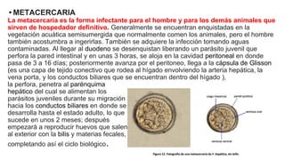 • METACERCARIA
La metacercaria es la forma infectante para el hombre y para los demás animales que
sirven de hospedador definitivo. Generalmente se encuentran enquistadas en la
vegetación acuática semisumergida que normalmente comen los animales, pero el hombre
también acostumbra a ingerirlas. También se adquiere la infección tomando aguas
contaminadas. Al llegar al duodeno se desenquistan liberando un parásito juvenil que
perfora la pared intestinal y en unas 3 horas, se aloja en la cavidad peritoneal en donde
pasa de 3 a 16 días; posteriormente avanza por el peritoneo, llega a la cápsula de Glisson
(es una capa de tejido conectivo que rodea al hígado envolviendo la arteria hepática, la
vena porta, y los conductos biliares que se encuentran dentro del hígado ),
la perfora, penetra al parénquima
hepático del cual se alimentan los
parásitos juveniles durante su migración
hacia los conductos biliares en donde se
desarrolla hasta el estado adulto, lo que
sucede en unos 2 meses; después
empezará a reproducir huevos que salen
al exterior con la bilis y materias fecales,
completando así el ciclo biológico.
 