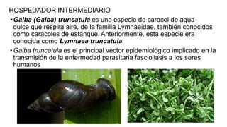 HOSPEDADOR INTERMEDIARIO
•Galba (Galba) truncatula es una especie de caracol de agua
dulce que respira aire, de la familia Lymnaeidae, también conocidos
como caracoles de estanque. Anteriormente, esta especie era
conocida como Lymnaea truncatula.
•Galba truncatula es el principal vector epidemiológico implicado en la
transmisión de la enfermedad parasitaria fascioliasis a los seres
humanos
 