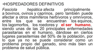 •HOSPEDADORES DEFINITIVOS
Fasciola hepática afecta principalmente
a bovinos, ovinos y caprinos, pero también puede
afectar a otros mamíferos herbívoros y omnívoros,
entre los que se encuentran los equinos,
los lagomorfos, los roedores y el ser humano,
siendo unas de las 20 principales enfermedades
parasitarias en el humano, dándose en ciertos
lugares parasitemias del 50% de la población, por
lo que ya no se puede considerar como un
problema propio del ganado, sino más bien un
problema de salud pública.
 