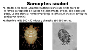 Sarcoptes scabei
•El arador de la sarna (Sarcoptes scabiei) es una especie de ácaro de
la familia Sarcoptidae de cuerpo no segmentado, ovoide, con 4 pares de
patas, La que afecta al hombre y provoca la sarna humana es el Sarcoptes
scabiei var hominis.
•La hembra mide 300-450 micras y el macho 150-250 micras.
 