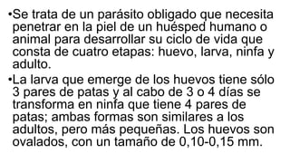 •Se trata de un parásito obligado que necesita
penetrar en la piel de un huésped humano o
animal para desarrollar su ciclo de vida que
consta de cuatro etapas: huevo, larva, ninfa y
adulto.
•La larva que emerge de los huevos tiene sólo
3 pares de patas y al cabo de 3 o 4 días se
transforma en ninfa que tiene 4 pares de
patas; ambas formas son similares a los
adultos, pero más pequeñas. Los huevos son
ovalados, con un tamaño de 0,10-0,15 mm.
 
