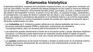 Entamoeba histolytica
Entamoeba histolytica, causante de la amibiasis invasora humana, es un organismo unicelular con
ciclo de vida bifásico; es decir, presenta dos etapas biológicas en las cuales su forma es diferente.
Una de ellas es el trofozoíto, comúnmente llamado amiba, que habita, se nutre y multiplica dentro
del intestino del hospedero humano, la pared y la luz del colon, en especial el ciego, ascendente y
el rectosigmoide y es capaz de destruir cualquier tipo de célula y casi cualquier tejido. La otra es el
quiste, que asegura la persistencia del parásito en el ambiente externo y es la forma responsable
de iniciar la infección en nuevos hospederos cuando los quistes son ingeridos al consumir agua o
alimentos contaminados con ellos.
• Los trofozoítos de E. histolytica pueden adherirse a las células epiteliales del colon y a los
leucocitos polimorfonucleares (PMN) y destruirlos, produciendo una disentería
mucosanguinolenta, pero con escasos polimorfonucleares en las heces.
• Los trofozoítos pueden diseminarse a través de la circulación portal y causar abscesos hepáticos
necróticos. La infección puede diseminarse por extensión directa desde el hígado al espacio
pleural derecho, el pulmón o la piel, o rara vez a través del torrente sanguíneo al cerebro y otros
órganos.
• Los quistes predominan en las heces formadas y resisten la destrucción en el ambiente externo.
Pueden diseminarse directamente de una persona a otra indirectamente a través de los
alimentos o el agua.
 