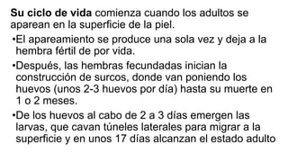 Su ciclo de vida comienza cuando los adultos se
aparean en la superficie de la piel.
•El apareamiento se produce una sola vez y deja a la
hembra fértil de por vida.
•Después, las hembras fecundadas inician la
construcción de surcos, donde van poniendo los
huevos (unos 2-3 huevos por día) hasta su muerte en
1 o 2 meses.
•De los huevos al cabo de 2 a 3 días emergen las
larvas, que cavan túneles laterales para migrar a la
superficie y en unos 17 días alcanzan el estado adulto
 