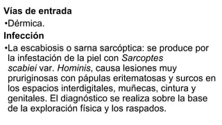 Vías de entrada
•Dérmica.
Infección
•La escabiosis o sarna sarcóptica: se produce por
la infestación de la piel con Sarcoptes
scabiei var. Hominis, causa lesiones muy
pruriginosas con pápulas eritematosas y surcos en
los espacios interdigitales, muñecas, cintura y
genitales. El diagnóstico se realiza sobre la base
de la exploración física y los raspados.
 