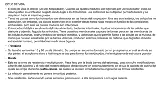 CICLO DE VIDA
• El ciclo de vida es directo (un solo hospedador). Cuando los quistes maduros son ingeridos por un hospedador, estos se
desenquistan en el intestino delgado dando lugar a los trofozoítos. Los trofozoítos se multiplican por fisión binaria y se
desplazan hacia el intestino grueso.
• Tanto los quistes como los trofozoítos son eliminados en las heces del hospedador. Una vez en el exterior, los trofozoítos no
sobreviven, sin embargo, los quistes sobreviven en el exterior desde horas hasta meses en función de las condiciones
ambientales, pero solo los quistes maduros son infecciosos
• Entamoeba histolytica se alimenta del bolo alimentario, bacterias intestinales, líquidos intracelulares de las células que
destruye y además, fagocita los eritrocitos. Tiene proteínas membranales capaces de formar poros en las membranas de
las células humanas, destruyéndolas por choque osmótico, y adhesinas que le permite fijarse a las células de la mucosa, de
modo que no sean arrastradas por la diarrea. Además, producen enzimas proteasas de cisteína, que degradan el medio
extracelular humano, permitiéndole invadir otros órganos
• Trofozoíto
• Su tamaño varía entre 15 y 60 µm de diámetro. Su cuerpo se encuentra formado por un protoplasma, el cual se divide en
dos partes: el ectoplasma claro e hialino que se usa para formar los seudópodos, y el endoplasma de estructura granular
• Quiste
• Esta es la forma de resistencia y multiplicación. Pasa ileso por la ácida barrera del estómago, pasa sin sufrir modificaciones
a través del duodeno y el resto del intestino delgado, donde ocurre un desenquistamiento en el cual la cubierta de quitina del
quiste se rompe liberando cuatro células, las cuales se dividen inmediatamente originando las formas infectantes.
• La infección generalmente no genera inmunidad posterior.
• Son resistentes, sobreviviendo varias semanas, pero mueren a alta temperatura o con agua caliente.
 