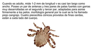 Cuando es adulto, mide 1-2 mm de longitud v es casi tan largo como
ancho. Posee un par de antenas y tres pares de patas fuertes con garras
muy desarrolladas en el segundo y tercer par, adaptadas para asirse
firmemente a los pelos. morfología general por la cual se le ha llamado
piojo cangrejo. Cuatro piececillos cónicos provistos de finas cerdas,
están a cada lado del cuerpo.
 