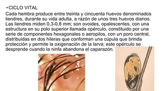 •CICLO VITAL
Cada hembra produce entre treinta y cincuenta huevos denominados
liendres, durante su vida adulta, a razón de unos tres huevos diarios.
Las liendres miden 0,3-0,8 mm; son ovoides, opalescentes, con una
estructura en su polo superior llamada opérculo, constituido por una
serie de componentes hexagonales o aeropilos, con un poro central,
distribuidas en dos hileras que conforman una cúpula que brinda
protección y permite la oxigenación de la larva; este opérculo se
desprende cuando la ninfa abandona el caparazón.
 