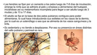 • Las liendres se fijan por un cemento a los pelos luego de 7-8 días de incubación,
emerge la ninfa que se adhiere al pelo y empieza a alimentarse del huésped,
iniciándose así su metamorfosis incompleta para llegar a ser adulto luego de 3
mudas y de 13 a 17 días.
• El adulto se fija en la base de dos pelos pubianos contiguos para poder
alimentarse, lo cual hace introduciendo sus estiletes en los vasos de la dermis,
por lo cual es un solenófago o sea que se alimenta de los vasos sanguíneos y la
linfa.
• Es sedentario y no tiende a desplazarse. Por eso su presencia en áreas distintas
del vello pubiano y perineal es rara.
 
