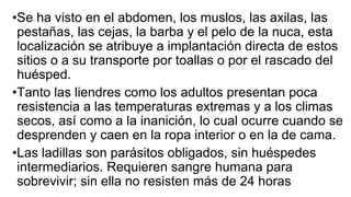•Se ha visto en el abdomen, los muslos, las axilas, las
pestañas, las cejas, la barba y el pelo de la nuca, esta
localización se atribuye a implantación directa de estos
sitios o a su transporte por toallas o por el rascado del
huésped.
•Tanto las liendres como los adultos presentan poca
resistencia a las temperaturas extremas y a los climas
secos, así como a la inanición, lo cual ocurre cuando se
desprenden y caen en la ropa interior o en la de cama.
•Las ladillas son parásitos obligados, sin huéspedes
intermediarios. Requieren sangre humana para
sobrevivir; sin ella no resisten más de 24 horas
 