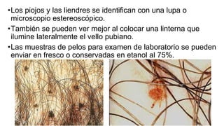 •Los piojos y las liendres se identifican con una lupa o
microscopio estereoscópico.
•También se pueden ver mejor al colocar una linterna que
ilumine lateralmente el vello pubiano.
•Las muestras de pelos para examen de laboratorio se pueden
enviar en fresco o conservadas en etanol al 75%.
 