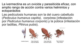 La ivermectina es un ovicida y parasiticida eficaz, con
amplio rango de acción contra varios helmintos y
ectoparásitos
Las pediculosis humanas son la del cuero cabelludo
(Pediculus humanus capitis), corpórea (infestación
por Pediculus humanus corporis) y la púbica (infestación
por ladillas, Pthirus pubis).
 