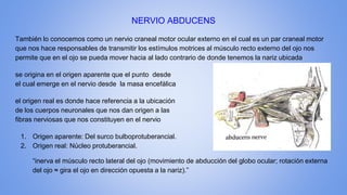 NERVIO ABDUCENS
También lo conocemos como un nervio craneal motor ocular externo en el cual es un par craneal motor
que nos hace responsables de transmitir los estímulos motrices al músculo recto externo del ojo nos
permite que en el ojo se pueda mover hacia al lado contrario de donde tenemos la nariz ubicada
se origina en el origen aparente que el punto desde
el cual emerge en el nervio desde la masa encefálica
el origen real es donde hace referencia a la ubicación
de los cuerpos neuronales que nos dan origen a las
fibras nerviosas que nos constituyen en el nervio
1. Origen aparente: Del surco bulboprotuberancial.
2. Origen real: Núcleo protuberancial.
“inerva el músculo recto lateral del ojo (movimiento de abducción del globo ocular; rotación externa
del ojo ≈ gira el ojo en dirección opuesta a la nariz).”
 