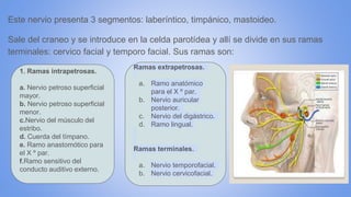 Este nervio presenta 3 segmentos: laberíntico, timpánico, mastoideo.
Sale del craneo y se introduce en la celda parotídea y allí se divide en sus ramas
terminales: cervico facial y temporo facial. Sus ramas son:
1. Ramas intrapetrosas.
a. Nervio petroso superficial
mayor.
b. Nervio petroso superficial
menor.
c.Nervio del músculo del
estribo.
d. Cuerda del tímpano.
e. Ramo anastomótico para
el X º par.
f.Ramo sensitivo del
conducto auditivo externo.
Ramas extrapetrosas.
a. Ramo anatómico
para el X º par.
b. Nervio auricular
posterior.
c. Nervio del digástrico.
d. Ramo lingual.
Ramas terminales.
a. Nervio temporofacial.
b. Nervio cervicofacial.
 