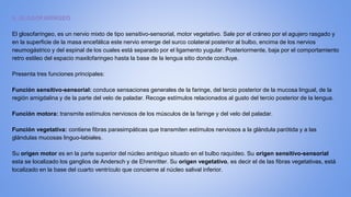 9. GLOSOFARÍNGEO
El glosofaríngeo, es un nervio mixto de tipo sensitivo-sensorial, motor vegetativo. Sale por el cráneo por el agujero rasgado y
en la superficie de la masa encefálica este nervio emerge del surco colateral posterior al bulbo, encima de los nervios
neumogástrico y del espinal de los cuales está separado por el ligamento yugular. Posteriormente, baja por el comportamiento
retro estileo del espacio maxilofaringeo hasta la base de la lengua sitio donde concluye.
Presenta tres funciones principales:
Función sensitivo-sensorial: conduce sensaciones generales de la faringe, del tercio posterior de la mucosa lingual, de la
región amigdalina y de la parte del velo de paladar. Recoge estímulos relacionados al gusto del tercio posterior de la lengua.
Función motora: transmite estímulos nerviosos de los músculos de la faringe y del velo del paladar.
Función vegetativa: contiene fibras parasimpáticas que transmiten estímulos nerviosos a la glándula parótida y a las
glándulas mucosas linguo-labiales.
Su origen motor es en la parte superior del núcleo ambiguo situado en el bulbo raquídeo. Su origen sensitivo-sensorial
esta se localizado los ganglios de Andersch y de Ehrenritter. Su origen vegetativo, es decir el de las fibras vegetativas, está
localizado en la base del cuarto ventrículo que concierne al núcleo salival inferior.
 