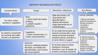 NERVIO NEUMOGÁSTRICO
Es mixto: motor,
sensitivo y vegetativo
Es extenso comprende
las vísceras del cuello,
el tórax y el abdomen
Características Origen
Real:
1. parte media del núcleo
ambiguo.
2. ganglio yugular y
plexiforme
Vegetativo:
1.núcleo visceromotor y 2.
núcleo viscerosensitivo
Aparente:
del surco colateral posterior
del bulbo, por debajo del
glosofaríngeo y por encima
del nervio espinal
Recorrido y relaciones
Sale del craneo y se
situa detras del
glosofaríngeo y
delante del espinal,
luego desciende por el
maxilofaringeo.
En el cuello forma parte del
basculo nervioso alto y bajo,
donde se forman la arteria
carótida interna y primitiva y
la vena interna y yugular
En el tórax pasa la arteria
subclavia y bronquio
derechos, y por el cayado de
la aorta y bronquio izquierdo
Sus Ramas
Ramas colaterales
1.Ramas cervicales:
a.Ramos faríngeos b.
Nervios cardiacos
cervicales o
superiores
c.Nervio laríngeo
superior
d.Ramos carotídeos
2. Ramas torácicas
a. Nervios cardiacos
inferiores
b.Ramos
pulmonares
c.Ramos esofágicos
d.Nervio laríngeo
inferior o recurrente.
 