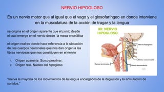 NERVIO HIPOGLOSO
Es un nervio motor que al igual que el vago y el glosofaríngeo en donde interviene
en la musculatura de la acción de tragar y la lengua
se origina en el origen aparente que el punto desde
el cual emerge en el nervio desde la masa encefálica
el origen real es donde hace referencia a la ubicación
de los cuerpos neuronales que nos dan origen a las
fibras nerviosas que nos constituyen en el nervio
1. Origen aparente: Surco preolivar.
2. Origen real. Núcleo del hipogloso
“Inerva la mayoría de los movimientos de la lengua encargados de la deglución y la articulación de
sonidos.”
 
