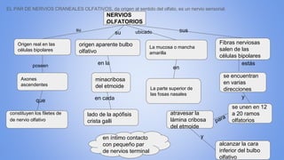 EL PAR DE NERVIOS CRANEALES OLFATIVOS, da origen al sentido del olfato, es un nervio sensorial.
NERVIOS
OLFATORIOS
Origen real en las
células bipolares
La mucosa o mancha
amarilla
Axones
ascendentes
su
La parte superior de
las fosas nasales
en
que
constituyen los filetes de
de nervio olfativo
poseen
ubicado
origen aparente bulbo
olfativo
en la
su
minacribosa
del etmoide
en cada
lado de la apófisis
crista galli
Fibras nerviosas
salen de las
células bipolares
se encuentran
en varias
direcciones
sus
estás
y
se unen en 12
a 20 ramos
olfatorios
atravesar la
lámina cribosa
del etmoide
alcanzar la cara
inferior del bulbo
olfativo
yen íntimo contacto
con pequeño par
de nervios terminal
 
