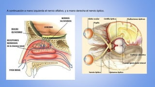 A continuación a mano izquierda el nervio olfativo, y a mano derecha el nervio óptico.
 
