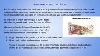 NERVIO TROCLEAR, O PATÉTICO
Es uno de los nervios con unas funciones motoras y unas somáticas en el cual están conectados con el
músculo oblicuo superior de nuestro ojo en donde puede hacer que rote y que lo separe del globo ocular
nuestro núcleo también se origina en el mesencéfalo al igual que en el nervio oculomotor
se origina en el origen aparente que el punto desde
el cual emerge en el nervio desde la masa encefálica
el origen real es donde hace referencia a la ubicación
de los cuerpos neuronales que nos dan origen a las
fibras nerviosas que nos constituyen en el nervio.
1. Origen aparente: Cara posterior de los pedúnculos cerebrales.
2. Origen real: Núcleo en el pedúnculo cerebral
“Inerva el músculo oblicuo superior del ojo (movimiento de aducción del glóbulo ocular; rotación
interna del ojo ≈ gira el ojo en dirección a la nariz; también deprime/hace descender el ojo).”
 