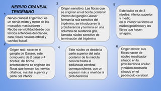 Nervio craneal Trigémino: es
un nervio mixto y motor de los
musculos masticadores .
Recibe sensibilidad desde dos
tercios anteriores del craneo,
cara, fosas nasales,orbital y
cavidad bucal.
Origen real: nace en el
ganglio de Gasser, este
compuesto de 2 caras y 4
bordes; del borde
anteroexterno se originan las
fibras que forman los nervios
olfativos, maxilar superior y
parte del inferior
Origen sensitivo: Las fibras que
se originan en el borde posterior
interno del ganglio Gasser
forman la raíz sensitiva del
trigémino, se introduce en la
protuberancia y termina en una
columna de sustancia gris,
llamada núcleo sensitivo de
terminación del trigémino
1
2
3
Este núcleo va desde la
parte superior del asta
posterior de la médula
cervical hasta el
pedúnculo cerebral
correspondiente, con un
espesor máx a nivel de la
protuberancia
4
Este bulbo es de 3
niveles: inferior,superior
y medio.
en el inferior se forma el
núcleo gelatinoso y las
fibras que hacen
sinapsis.
5
Origen motor: sus
fibras nacen de
núcleo masticador
situado en la
protuberancia anular
y núcleo accesorio
situado en el
pedúnculo cerebral.
6
NERVIO CRANEAL
TRIGÉMINO
 