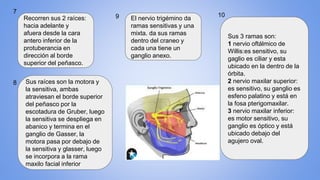 Recorren sus 2 raíces:
hacia adelante y
afuera desde la cara
antero inferior de la
protuberancia en
dirección al borde
superior del peñasco.
7
Sus raíces son la motora y
la sensitiva, ambas
atraviesan el borde superior
del peñasco por la
escotadura de Gruber, luego
la sensitiva se despliega en
abanico y termina en el
ganglio de Gasser, la
motora pasa por debajo de
la sensitiva y glasser, luego
se incorpora a la rama
maxilo facial inferior
El nervio trigémino da
ramas sensitivas y una
mixta. da sus ramas
dentro del craneo y
cada una tiene un
ganglio anexo.
Sus 3 ramas son:
1 nervio oftálmico de
Willis:es sensitivo, su
gaglio es ciliar y esta
ubicado en la dentro de la
órbita.
2 nervio maxilar superior:
es sensitivo, su ganglio es
esfeno palatino y está en
la fosa pterigomaxilar.
3 nervio maxilar inferior:
es motor sensitivo, su
ganglio es óptico y está
ubicado debajo del
agujero oval.
8
9 10
 