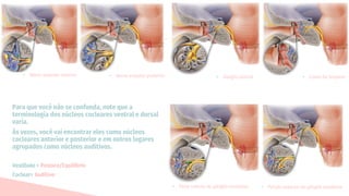 Para que você não se confunda, note que a
terminologia dos núcleos cocleares ventral e dorsal
varia.
Às vezes, você vai encontrar eles como núcleos
cocleares anterior e posterior e em outros lugares
agrupados como núcleos auditivos.
Vestíbulo = Postura/Equilíbrio
Coclear= Auditivo
• Parte inferior do gânglio vestibular
• Gânglio espiral • Corda do tímpano
• Porção superior do gânglio vestibular
• Nervo ampular anterior • Nervo ampular posterior
 