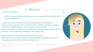 I - Olfatório
1.º nervo craniano,
✓ Nervo aferente somático especial, sensorial, responsável pela condução de
impulsos olfatórios !
Os diversos ramos do nervo olfatório são chamados de fila olfatória.
Estes saem da cavidade nasal através da placa cribiforme do osso etmoide e
terminam no bulbo olfatório , que seguem no trato olfatório.
Dentro do cérebro, as fibras do trato olfatório se dispersam e acabam no córtex
olfatório -córtex piriforme, amígdala, córtex entorrinal.
O nervo olfatório não tem um núcleo específico para sí.
Diferente de seus corpos celulares são encontrados na região olfatória da
mucosa nasal, que cobre o teto da cavidade nasal.
 