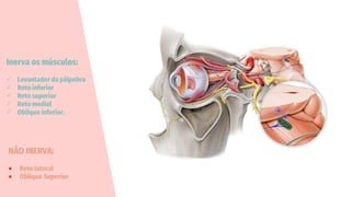 Inerva os músculos:
✓ Levantador da pálpebra
✓ Reto inferior
✓ Reto superior
✓ Reto medial
✓ Obliquo inferior.
NÃO INERVA:
× Reto lateral
× Obliquo Superior
 