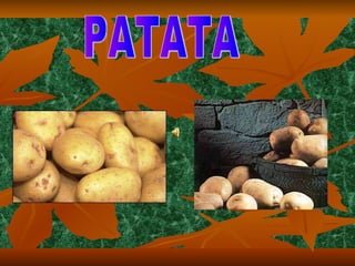 PATATA 