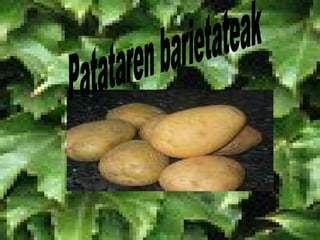 Patataren barietateak 