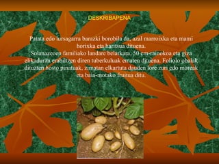 DESKRIBAPENA Patata edo lursagarra barazki borobila da, azal marroixka eta mami horixka eta haritsua dituena. Solanazeoen familiako landare belarkara, 50 cm-rainokoa eta giza elikaduran erabiltzen diren tuberkuluak ematen dituena. Foliolo obalak dituzten hosto pinatuak, zimatan elkartuta dauden lore zuri edo moreak eta baia-motako fruitua ditu. 